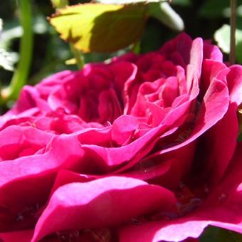 Rosa 'William Shakespeare 2000'