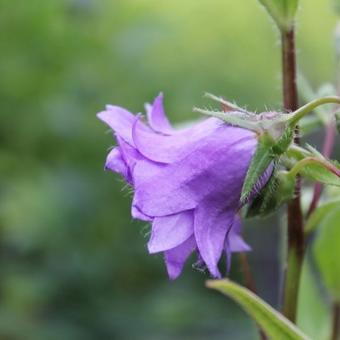 Campanula trachelium 'Bernice'