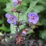 Geranium pratense 'Midnight Reiter' - Beemdooievaarsbek