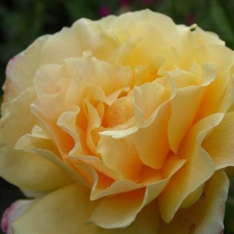 Rosa 'Caramella'