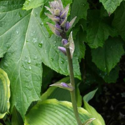 Hartlelie/Funkia - Hosta 'Yellow River'