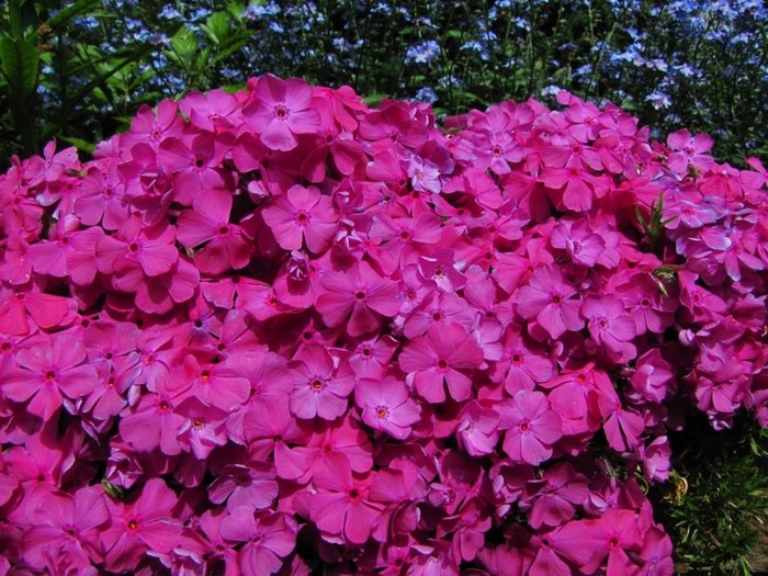 Kruipphlox - Phlox subulata ‘McDaniel’s Cushion’