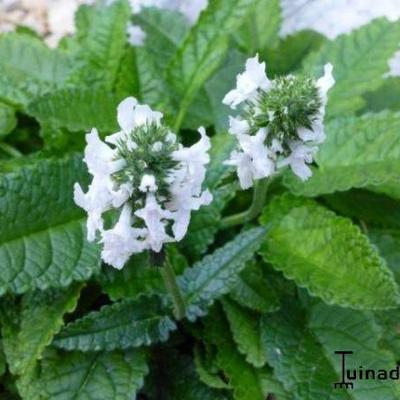 Andoorn - Stachys officinalis 'Alba'