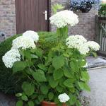 Hydrangea arborescens 'Strong Annabelle' - Hortensia