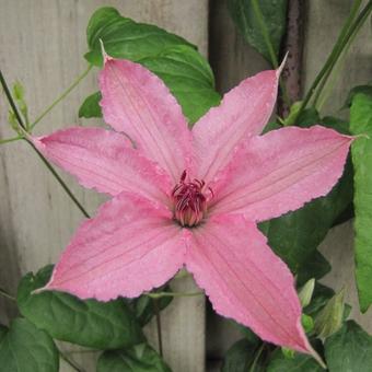 Clematis 'Hagley Hybrid'