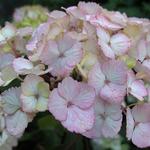 Hydrangea serrata 'Preziosa' - Hortensia