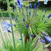 Afrikaanse lelie - Agapanthus 'Blue Giant'