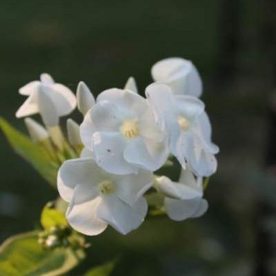 Vlambloem, Floks - Phlox paniculata 'Rembrandt'