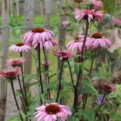 Rode zonnehoed - Echinacea purpurea 'Augustkönigin'