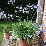 Agapanthus 'Blue STORM' - Afrikaanse lelie