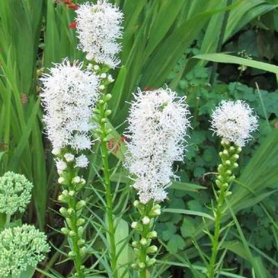 Lampepoetser - Liatris spicata 'Alba'