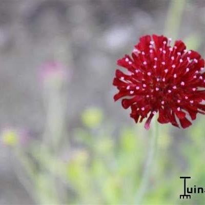 Beemdkroon, Weduwebloem - Knautia macedonica 'Red Knight'