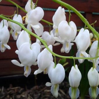 Lamprocapnos spectabilis 'Alba'