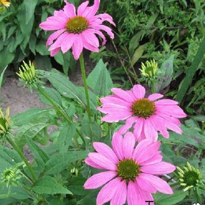 Rode zonnehoed - Echinacea purpurea 'Magnus'