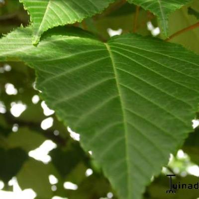 Slangenhuidesdoorn - Acer capillipes