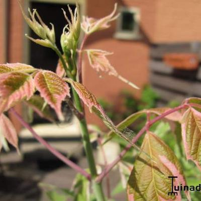 Californische verderesdoorn - Acer negundo 'Flamingo'