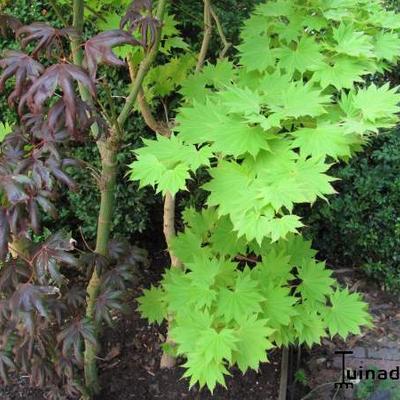 Gele esdoorn - Acer shirasawanum 'Aureum'