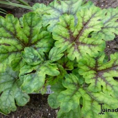 Purperklokje - X Heucherella 'Tapestry'