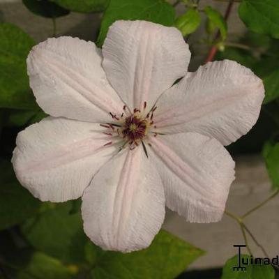 Bosrank - Clematis  'John Paul II'