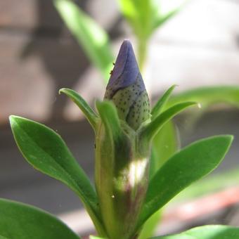 Gentiana makinoi 'Marsha'