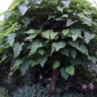 Catalpa bignonioides 'Nana'