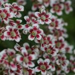 Saxifraga cotyledon 'Southside Seedling' - Steenbreek