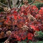 Hydrangea quercifolia 'Snowqueen' - Eikenbladhortensia