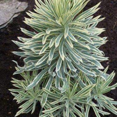 Wolfsmelk - Euphorbia characias 'Tasmanian Tiger'