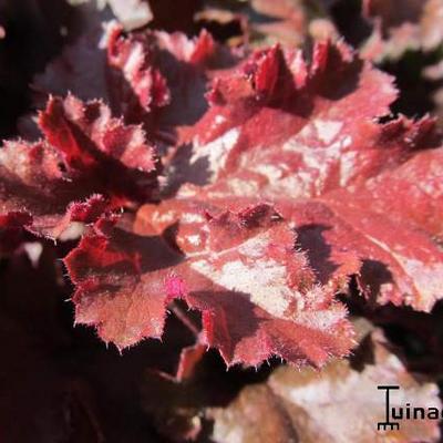 Purperklokje - Heuchera 'Melting Fire'