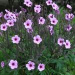 Geranium maderense - Ooievaarsbek