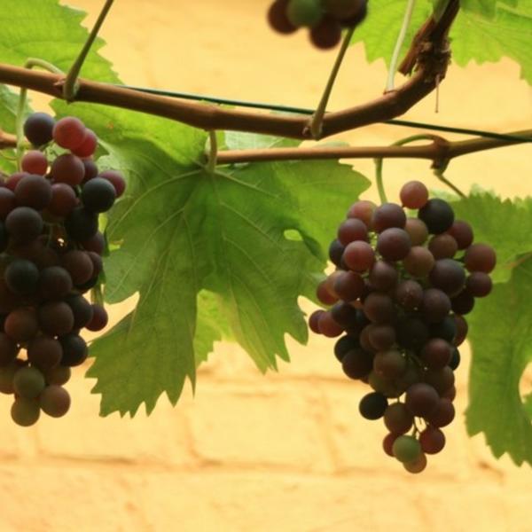 Beringstraat Liever Minnaar Druif - Vitis vinifera 'Frankenthaler' | Sierheesters - Struiken | Planten  online kopen | Tuinadvies