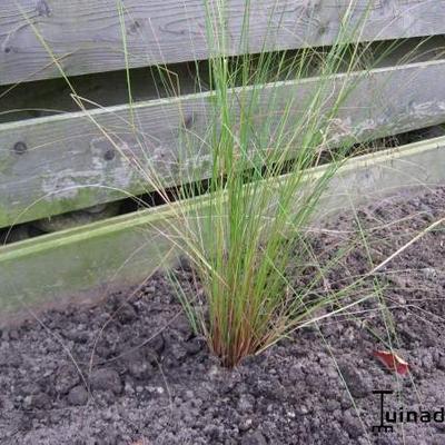 Liefdesgras - Eragrostis curvula