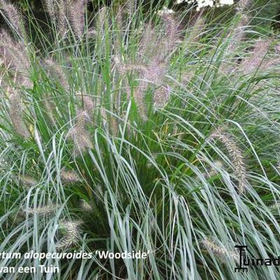 Lampepoetsergras - Pennisetum alopecuroides 'Woodside'