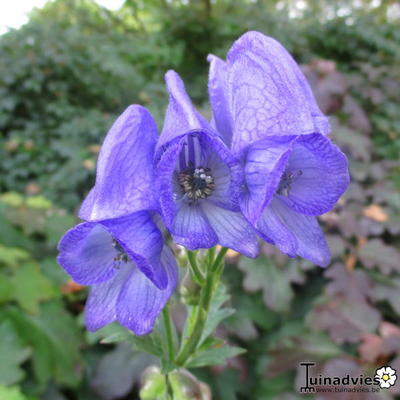 monnikskap - Aconitum carmichaelii 'Arendsii'