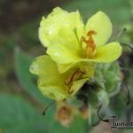 Verbascum thapsus - Koningskaars - Verbascum thapsus