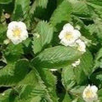 Fragaria nubicola 'Mount Omei'