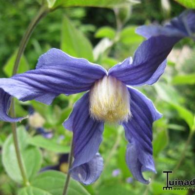 Stuikclematis - Clematis integrifolia