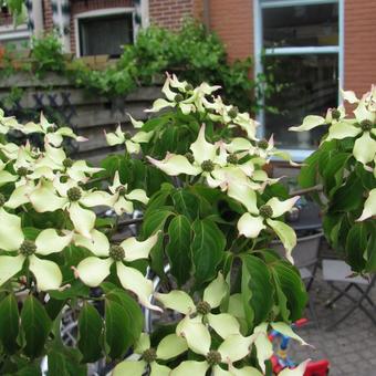 Cornus kousa var. chinensis