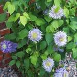 Clematis 'Blue Light' - Bosrank