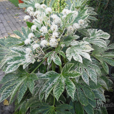 Fatsia japonica 'Variegata' - vingerplant