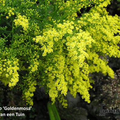 Guldenroede - Solidago 'Golden Mosa'