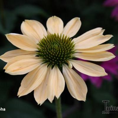 Rode zonnehoed - Echinacea purpurea 'Aloha'