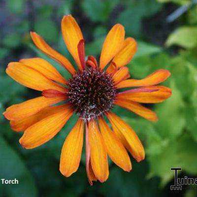 Rode zonnehoed - Echinacea purpurea 'Tiki Torch'