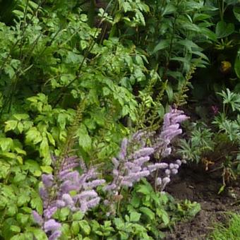 Astilbe japonica 'Rheinland'