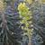 Euphorbia characias 'Black Pearl'