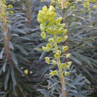 Wolfsmelk - Euphorbia characias 'Black Pearl'