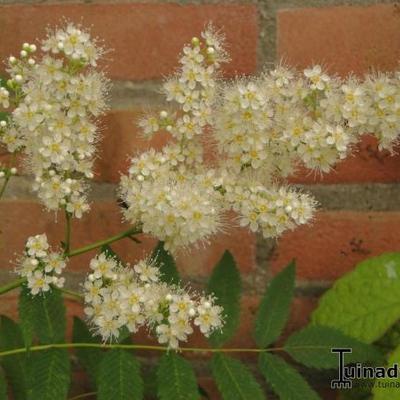 Lijsterbesspirea - Sorbaria sorbifolia