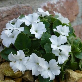 Primula hirsuta 'Alba'