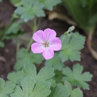 Geranium x riversleaianum  'Mavis Simpson'