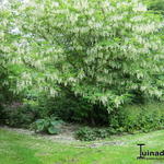 Pterostyrax hispida - Epaulettenboom